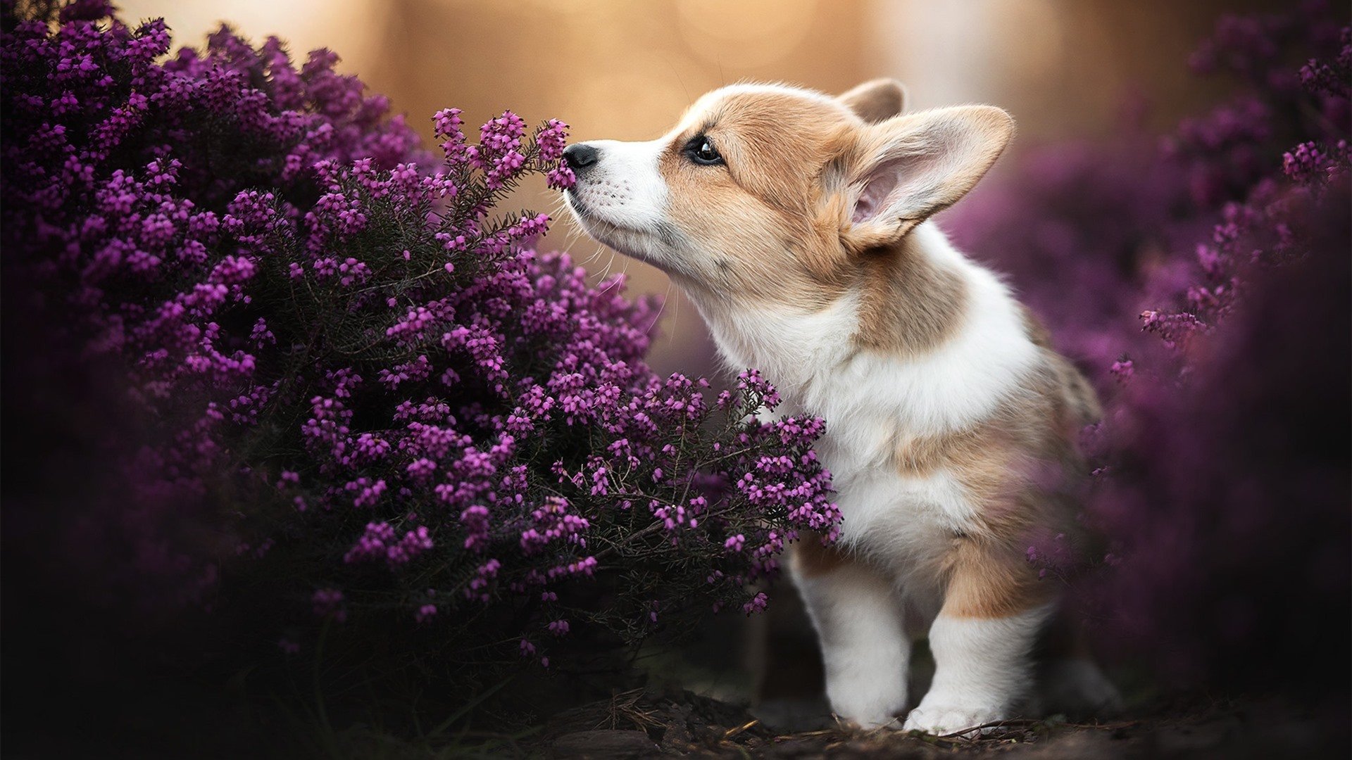 体育产业国际合作项目,体育产业国际合作项目有哪些